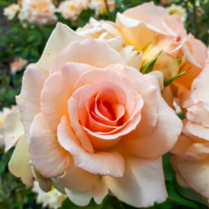 Apricot Nectar Rose