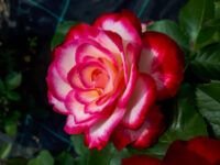 Cherry Parfait Rose
