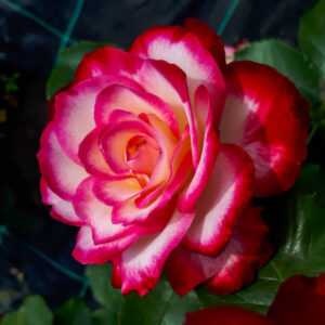 Cherry Parfait Rose