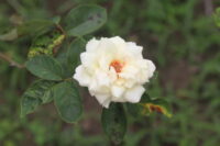 Kamini Rose - Image 3