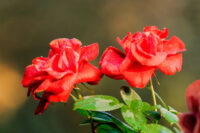 Kolkata Special Red Rose - Image 3