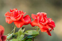 Kolkata Special Red Rose - Image 4