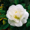 Iceberg Rose