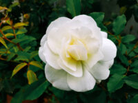 Iceberg Rose - Image 3