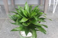 Dracaena - Image 4