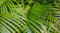 Areca Palm - Image 4