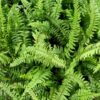 Close up of sword fern plant Boston Fern