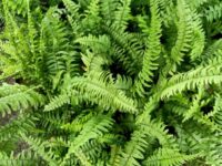 Boston Fern - Image 3