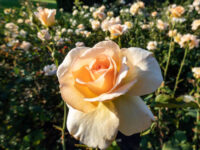 Apricot Nectar Rose - Image 2
