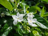 Tagar (Crape Jasmine / Tabernaemontana)