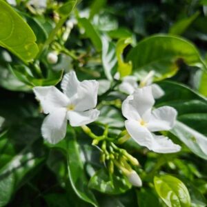 Tagar (Crape Jasmine / Tabernaemontana)
