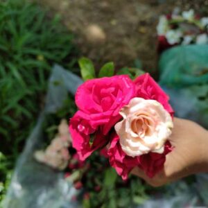 Desi/Indian Local Roses