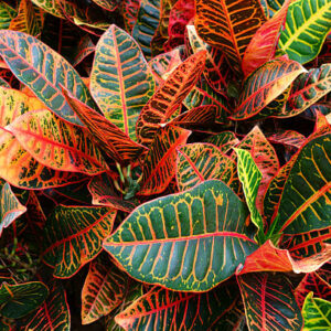 Croton