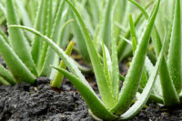 Aloe Vera - Image 2