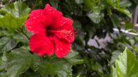 Hibiscus (Pune) - Image 2