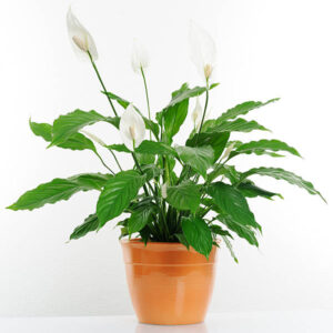 Peace Lily