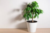 Ficus - Image 3