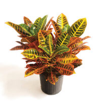 Croton - Image 2
