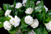 Mogra (Jasmine sambac)