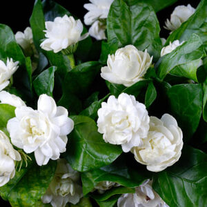 Mogra (Jasmine sambac)