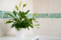 Peace Lily - Image 2