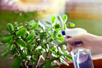 Jade Plant - Image 2