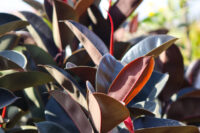 Rubber Plant - Image 2