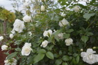 Kamini Rose - Image 2