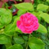 Pink Sindhuri Rose