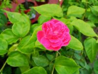 Pink Sindhuri Rose - Image 4