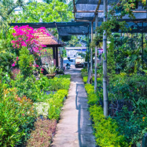 Shade-Loving Plants
