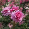 Paneer Rose (Damask Rose)