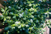 Jade Plant - Image 3