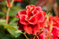 Kolkata Special Red Rose - Image 5