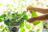 Money Plant - Image 3