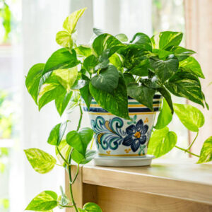 Money Plant
