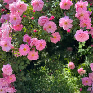 Climbing / Rambling Roses