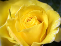 Friesia Rose - Image 2