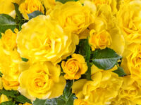 Friesia Rose - Image 3