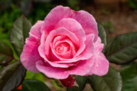 First Prize Rose - Image 3