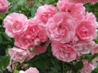 Bonica Rose