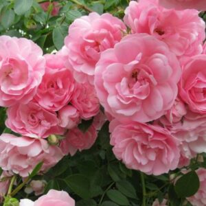 Bonica Rose