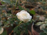 Kamini Rose
