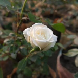 Kamini Rose