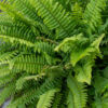 Fern plant. Green leaves bush in garden Boston Fern