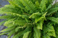 Boston Fern - Image 4