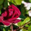 Kardinal Rose
