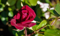 Kardinal Rose - Image 4