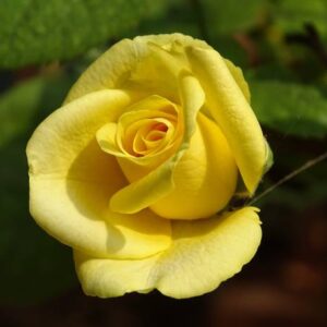🌺 Floribunda Roses (Cluster bloomers)