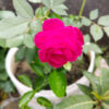 Pink Sindhuri Rose